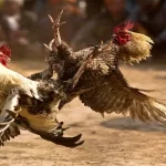 Đá gà cựa sắt