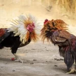 Gà đá đòn độc