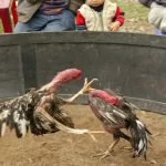 Luật đá gà miền Bắc